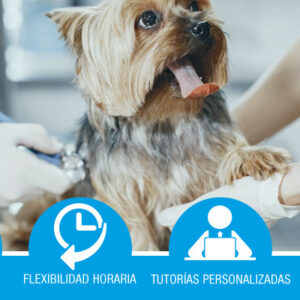 AUXILIAR DE VETERINARIA  (Formación bonificada)