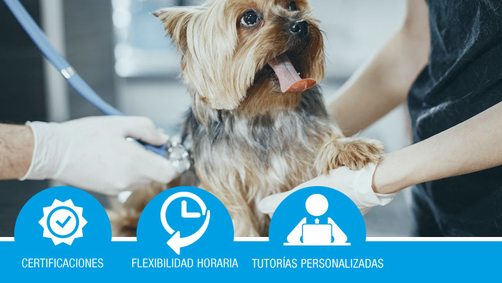AUXILIAR DE VETERINARIA (Formación bonificada)