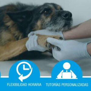 Primeros auxilios aplicados a perros (bonificado)